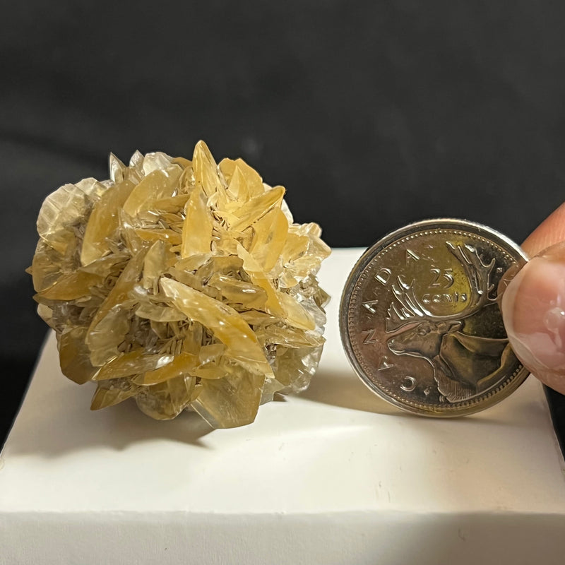 Gypsum Var. Selenite, Fluorescent and Phosphorescent. Red River Floodway, Winnipeg, Manitoba, Canada