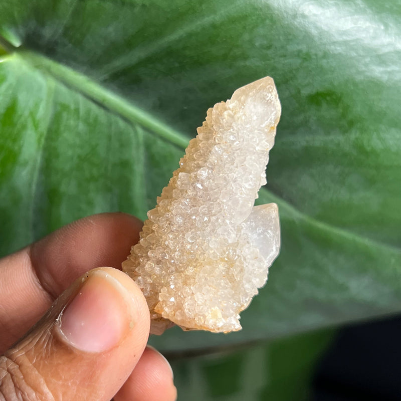 1 piece of Witch’s Finger Quartz from Boukenhoethoek, South Africa