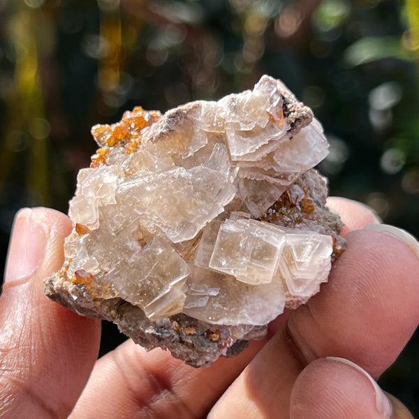 Gorgeous Fluorite Speciman, Flamboro Quarry, Dundas, Ontario, Canada